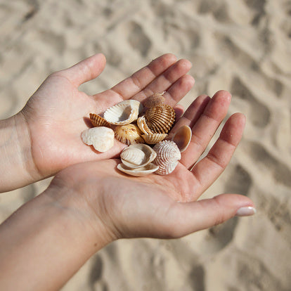 T-shirt unisexe SHELL - Lavande Maui